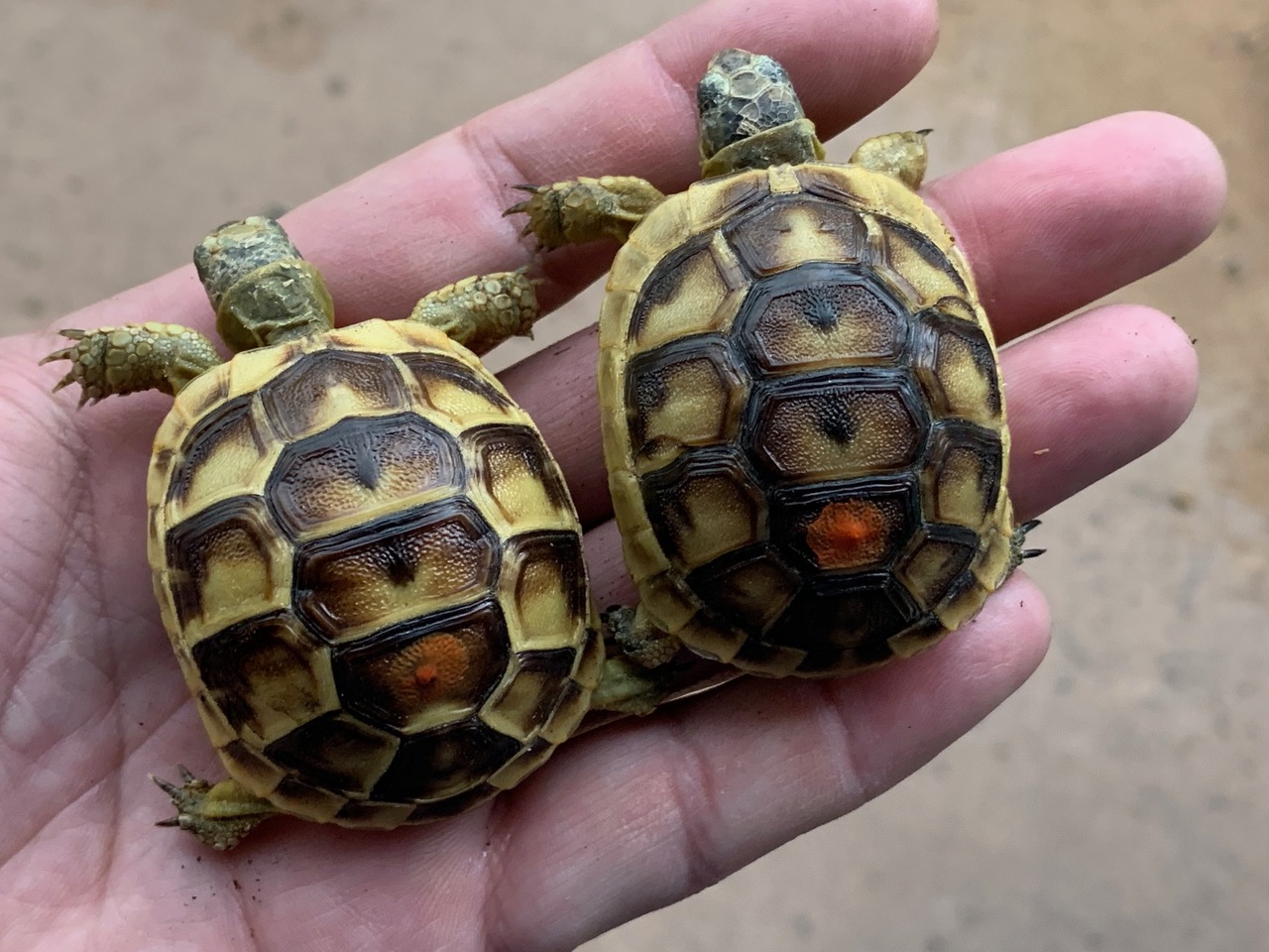 Baby (Southern Ibera) Greek Tortoise For Sale,